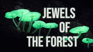 Finding and Photographing Glowing Mushrooms | with the Samsung Galaxy S24 Ultra