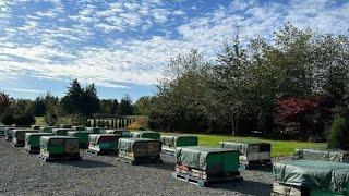 Beekeeping how to start beekeeping in 2024