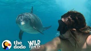 Dolphin Loves To Play With Every Person And Dog He Sees | The Dodo Wild Hearts