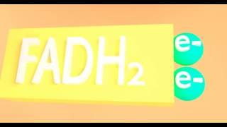 'FADH2'