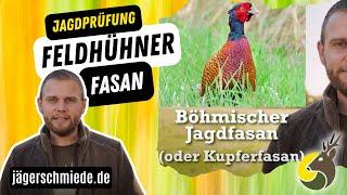 Feldhühner: Fasan! Viel Spaß bei deiner Jagd nach Wissen!