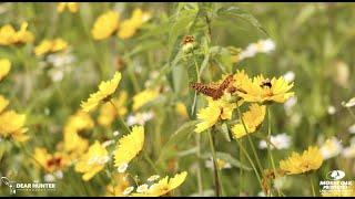 Land and Farms Realty -  Invasive Species Control