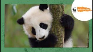 All About Giant Pandas