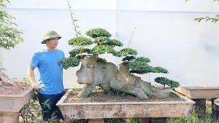 Báo giá siêu phẩm Duối và một số cây bonsai đẹp Bshp (Mr Đại 0967828345 )