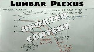 Lumbar Plexus - 1 | ilio hypogastric, ilio Inguinal, Genitofemoral, Femoral, Obturator Nerve | Chart