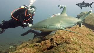 Silvertip Sharks