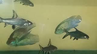 Silver shark  Aquarium, Blue Akkara fish, Chennai RR Aquarium