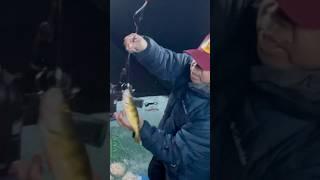 Yummy perch#fishing #icefishing #fish #jumboperch #shortsviral #icefish #catchingfish#shorts