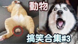 2022最搞笑的寵物影片笑到噴飯#3/Funny Animals Video/貓/狗/cat/dog/pet/