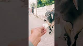 Cutest Nandi #nandi #shortsfeed #bull #shortvideo #cow #ytshorts #cowvideos #shorts #cowvideo #bail