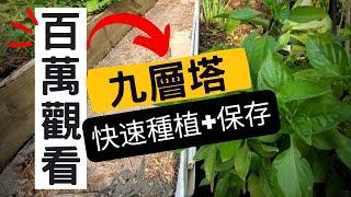 How to plant Thai Basil | Easiest Way | How to preserve Thai Basil 如何保存九層塔+種植九層塔【簡單快速】