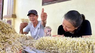 Baby monkey with Grandpa and Mom grows bean sprouts at home, quick to harvest and easy