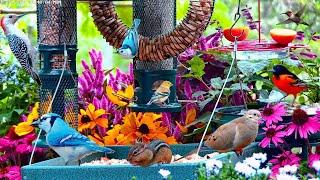 LIVE 4K Cottage Garden Bird Feeder: The Baby Woodpeckers are here! Song Birds, Bees, and Flowers