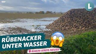 Nasse Rübenernte in NRW: Jetzt muss es mit dem Roder schnell gehen! | WDR Lokalzeit Land.Schafft.