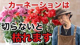 【知らなかった】カーネーションは何もしないと枯れます　　　　　【カーメン君】【ガーデニング】【園芸】【初心者】