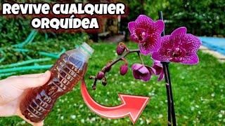 REVIVE CUALQUIER ORQUÍDEA con esto! Abono Casero y Fertilizante natural para florecer Phalaenopsis