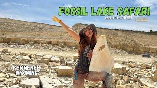 RARE FOSSIL FISH Hunt- Wyoming Fossil Lake Safari KEEP what you dig up  GREEN RIVER FORMATION