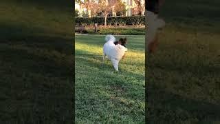 Rolly plays with his Samoyed friend again!