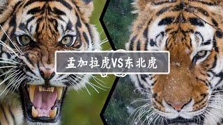 东北虎VS孟加拉虎，究竟谁才是“百兽之王”呢？