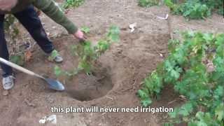 Grape planting with the Groasis Technology to save water at Will Bucklin's Old Hill Ranch