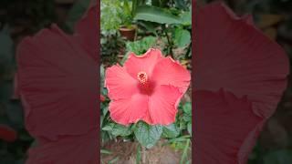 Beautiful Flowers  #youtubeshorts #flowers #garden