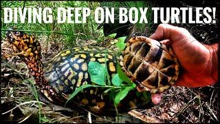 It's a Box Turtle & Red Belly Bonanza in Jersey!