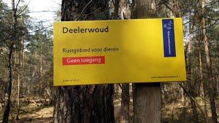 Rondje Deelerwoud de Veluwe