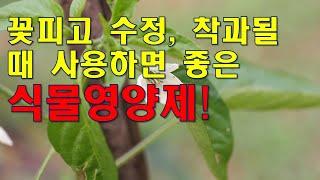 꽃피고 수정, 착과될 때 사용하면 좋은 식물영양제! 개화전 , 만개시 , 낙화 후에 사용하면 좋은 영양제