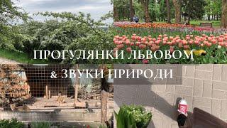 Прогулянки Львовом & Звуки природи | домівка врятованих тварин, алея тюльпанів, цвітіння каштанів