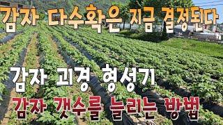 감자 다수확은 지금 결정된다. 감자 갯수를 늘려라