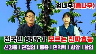 【약초대학TV】전국민85%가 모르는 음나무의 진짜효능