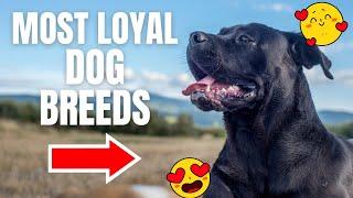 Top 10 Extreme Loyal Dog Breeds #dogs #dogbreeds #dogbreed #pets #doglover