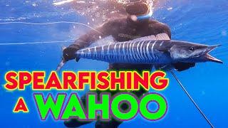 Spearfishing a WAHOO! Eating a raw fish heart