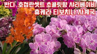 반디란 호접란 샤리베이비 미니퍼플 천리향 풍로초 티보치나 사랑초 베란다정원 화초키우기