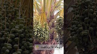 Palm tree pruning season has arrived  #nature #music #share #travel #song #garden #ai #share