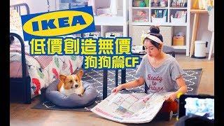 柯基犬肥油 X IKEA 低價創造無價 狗狗篇 CF