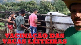 VACINAÇÃO DAS VACAS LEITEIRAS