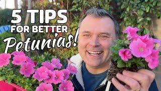 5 Tips for Better Petunias