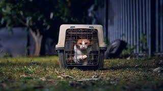 Cats Protection | Here for every cat's journey