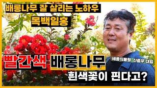 배롱나무 잘 살리는 노하우 공개! 목백일홍에서 흰색꽃이 핀다고? #배롱나무 #백일홍 #다이너마이트 / 세종식물원