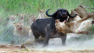 Amazing Africa! The most dangerous animals of the continent!