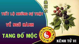 Tiết lộ những bí ẩn về ngũ hành Tang Đố Mộc