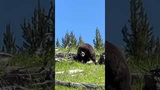 Grizzly Bear Cubs #travel #yellowstone #wildlife #grizzlies #bears