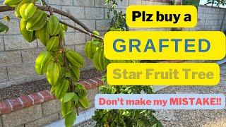 Growing Star fruit (Carambola) - A Noob's Mistake