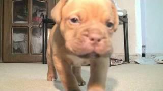 dogue de bordeaux puppy 5 weeks