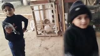 dawood #struggle to #catch #pigeons in #cage, Junaid caught #flying