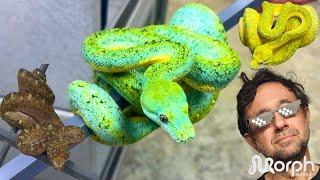 Buying The Right Designer Green Tree Python & MORE With Marcial Mendez | MorphMarket