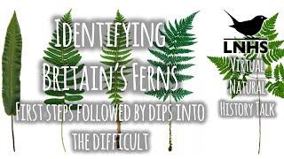 Identifying Ferns