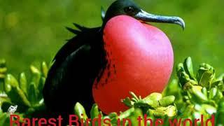 Rarest Birds in the world ### info awa an informational channel #get knowledge