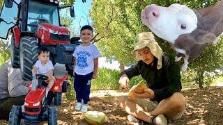 4 YAŞINDAKİ TRAKTÖR ŞOFÖRÜ !!! DOMUZLU TARLAYA GİTTİK !!